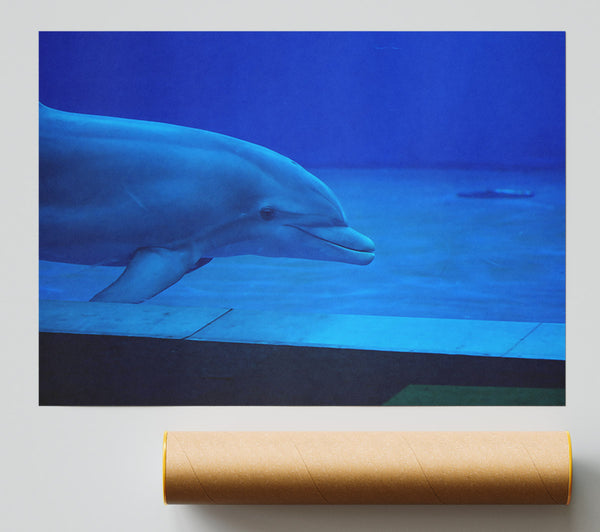 Azure Dolphin Dive Print