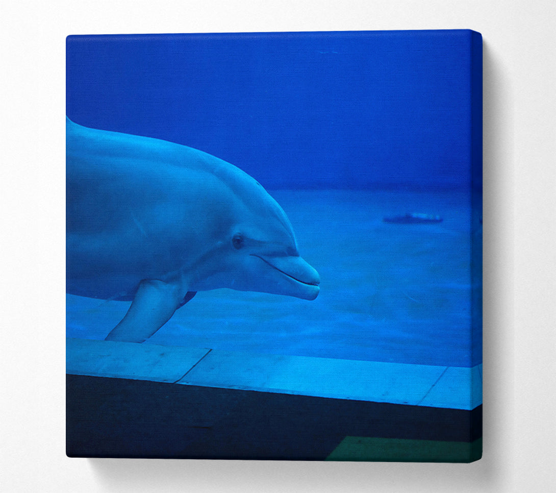  A Canvas Print of Azure Dolphin Dive Canvas Wall Art