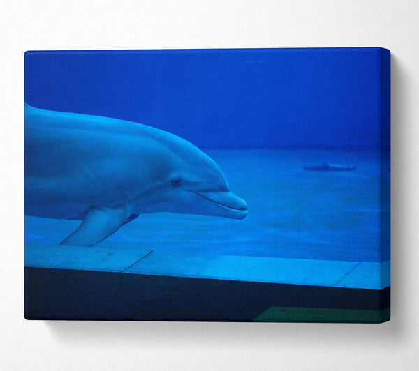  A Canvas Print of Azure Dolphin Dive Canvas Wall Art
