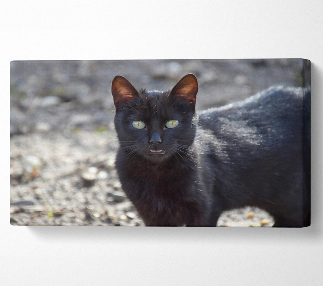  A Canvas Print of Black Feline Gaze Canvas Wall Art