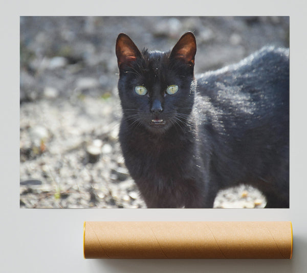 Black Feline Gaze Poster