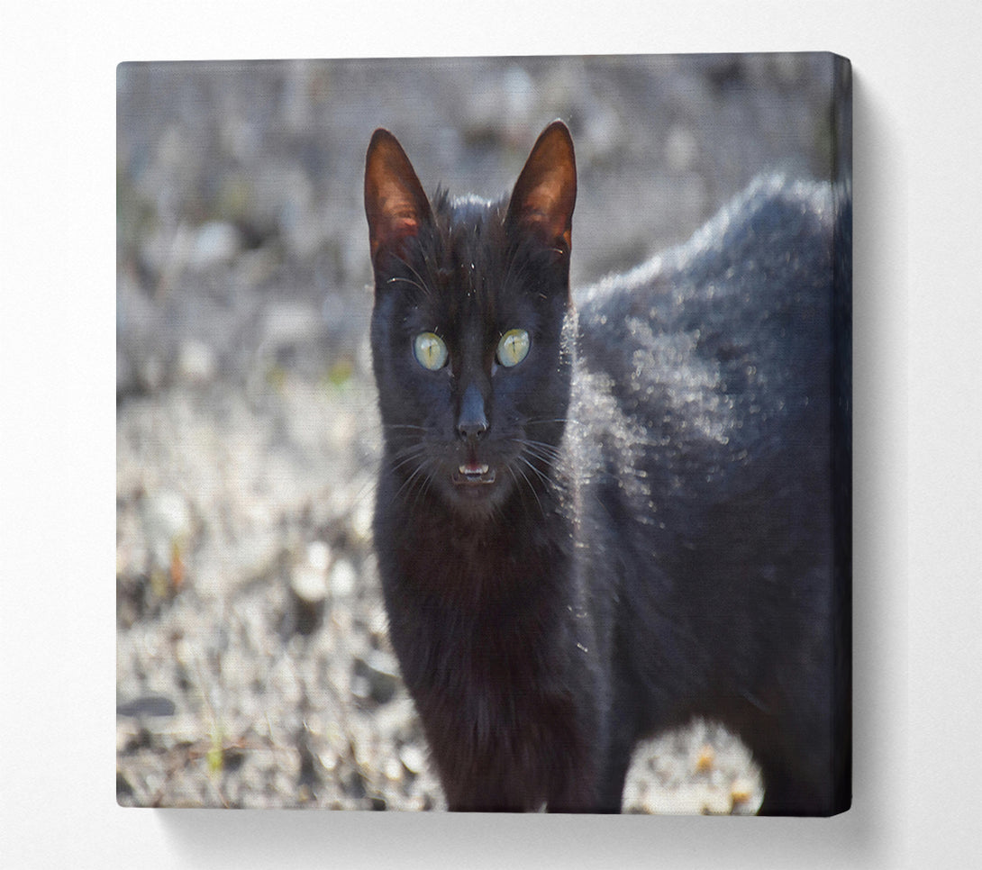  A Canvas Print of Black Feline Gaze Canvas Wall Art