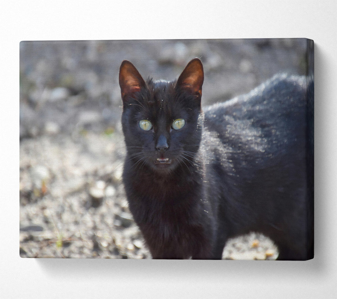  A Canvas Print of Black Feline Gaze Canvas Wall Art
