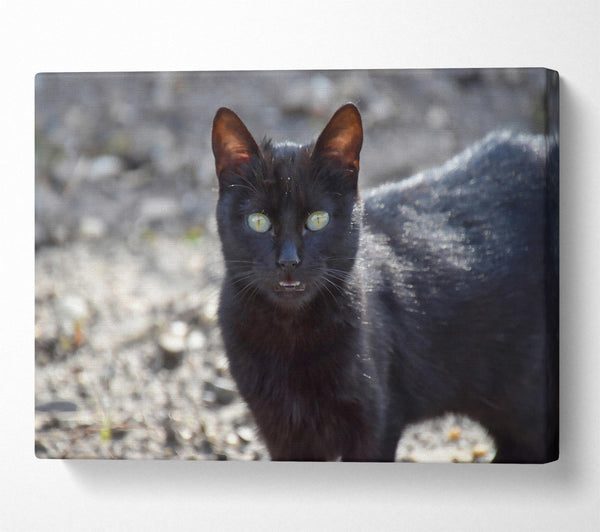  A Canvas Print of Black Feline Gaze Canvas Wall Art
