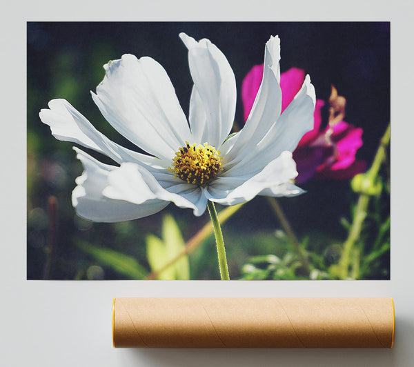 White Flower In Bloom Print