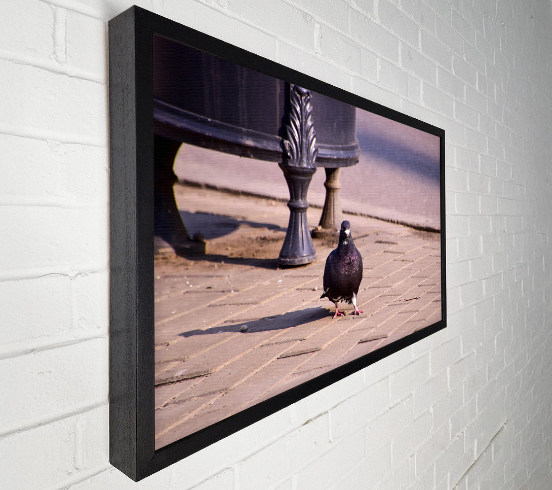  A Canvas Print of Black Pigeon On Pavement Canvas Art