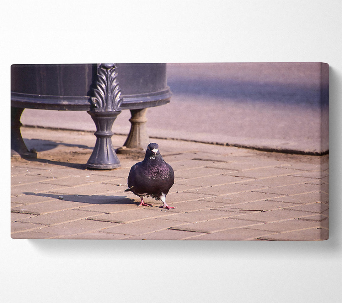  A Canvas Print of Black Pigeon On Pavement Canvas Art