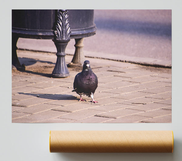 Black Pigeon On Pavement Giclee Print