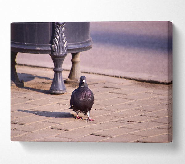  A Canvas Print of Black Pigeon On Pavement Canvas Art