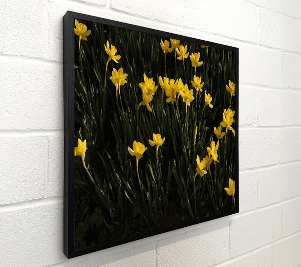 Yellow Daffodil Field