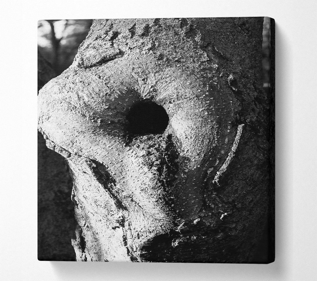  A Canvas Print of White Bark, Black Eye Canvas Wall Art