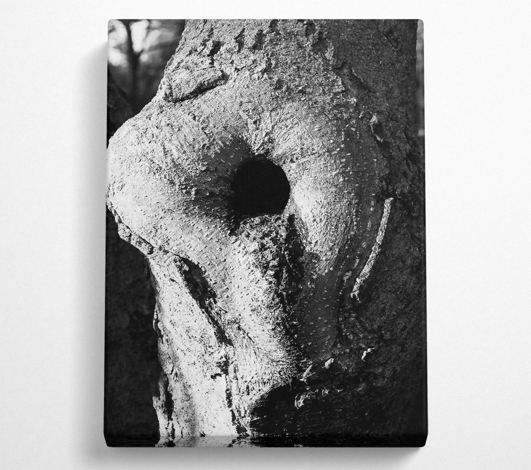  A Canvas Print of White Bark, Black Eye Canvas Wall Art