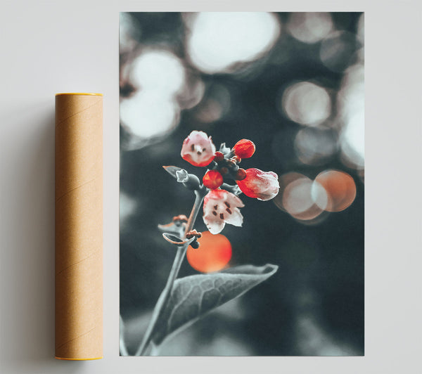 Red Bloom In Focus Poster