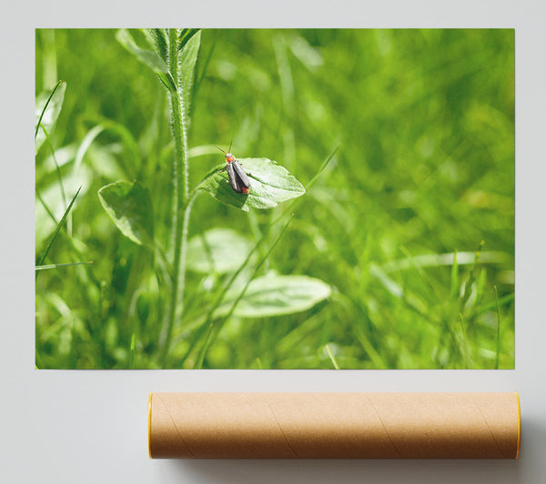 Green Leaf Beetle Giclee Print