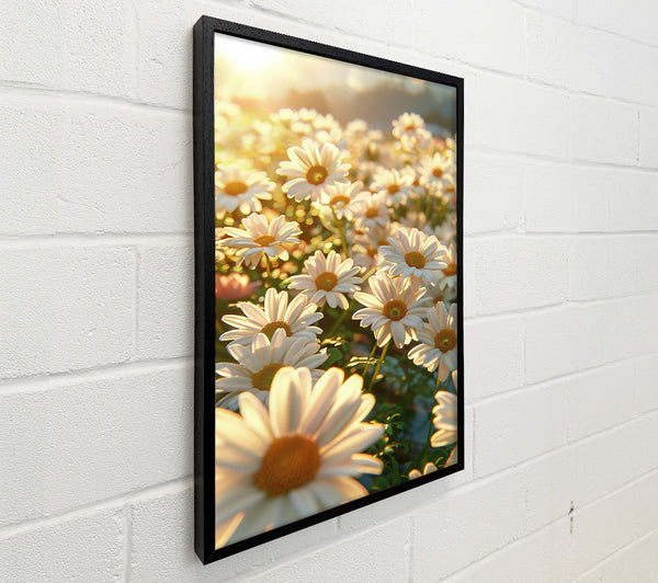 Golden Daisies In Bloom