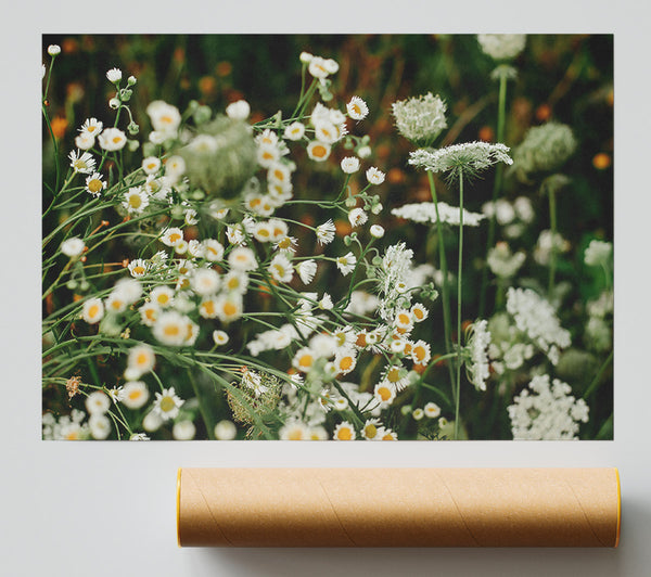 White Wildflowers In Bloom Print