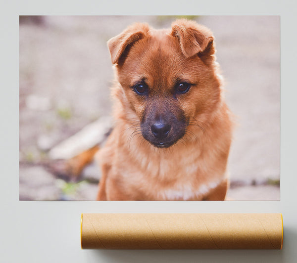 Copper Pup'S Gaze Giclee Print
