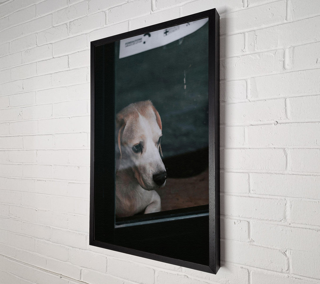  A Canvas Print of White Dog Through Glass Canvas Print