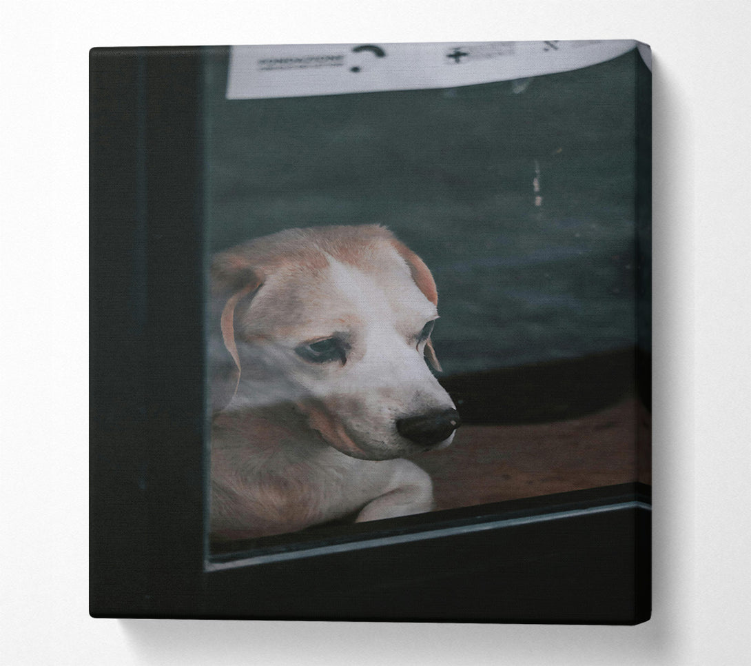  A Canvas Print of White Dog Through Glass Canvas Print