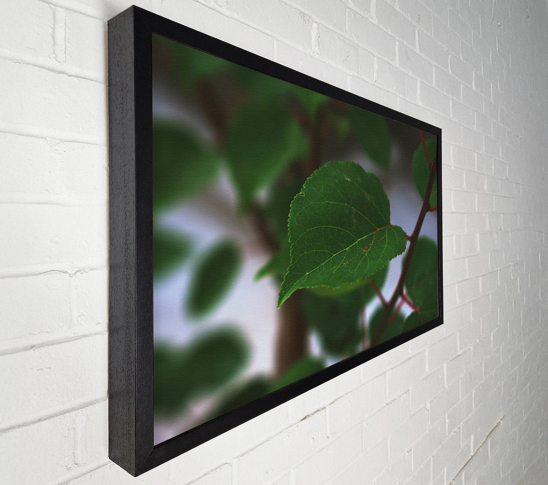  A Canvas Print of Emerald Leaf Veins Canvas Print
