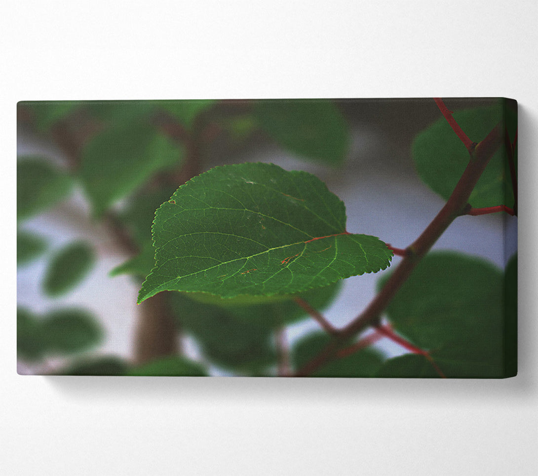  A Canvas Print of Emerald Leaf Veins Canvas Print