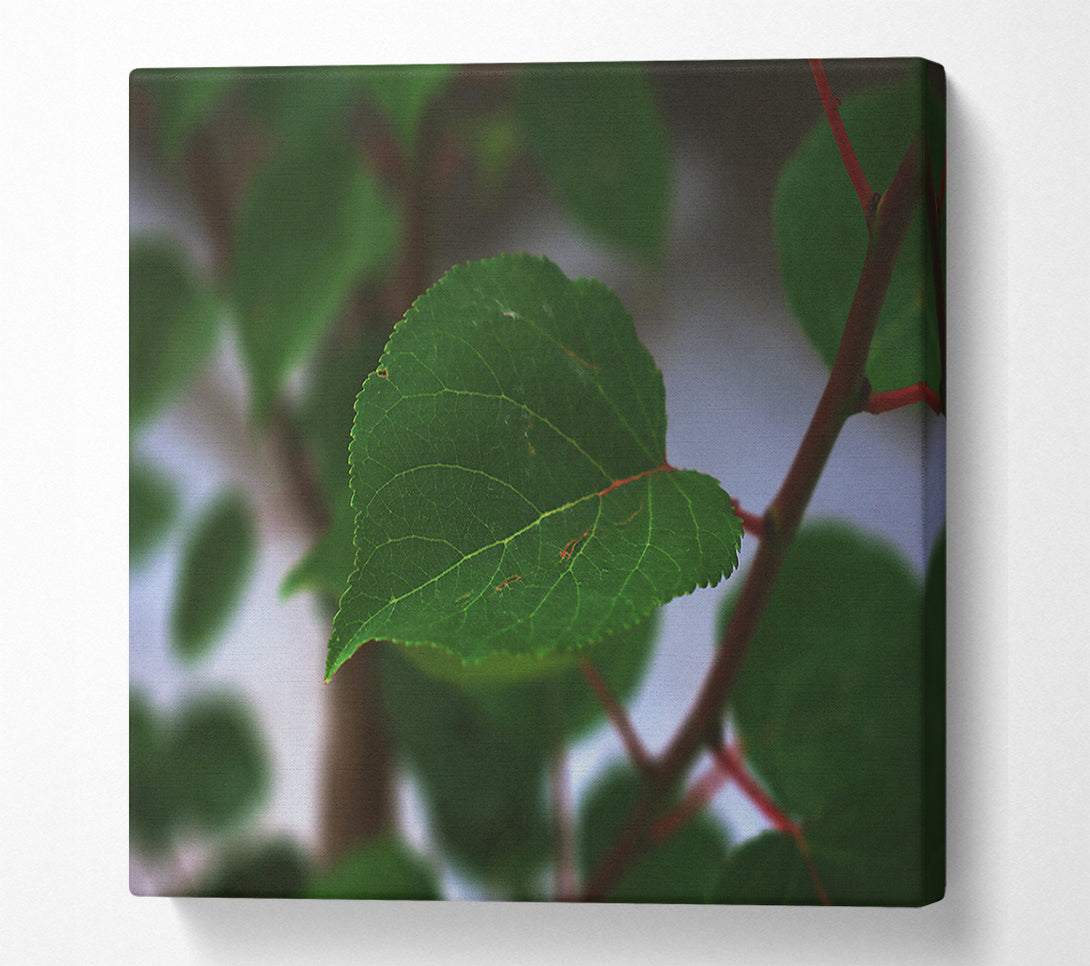  A Canvas Print of Emerald Leaf Veins Canvas Print
