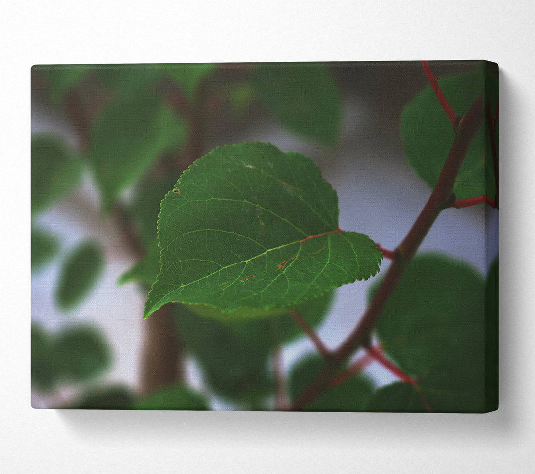  A Canvas Print of Emerald Leaf Veins Canvas Print
