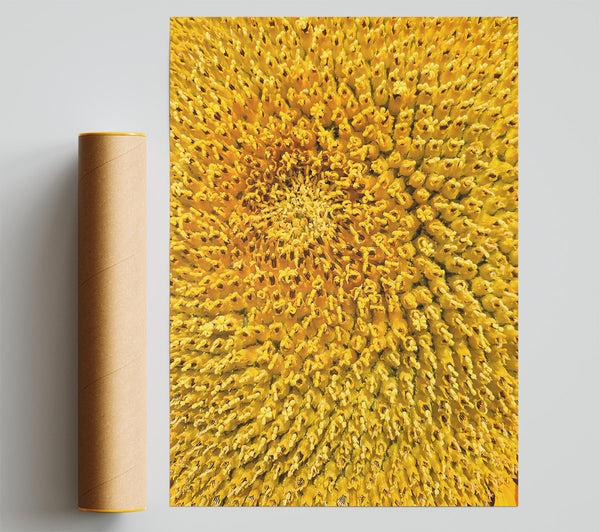 Golden Sunflower Seeds Print
