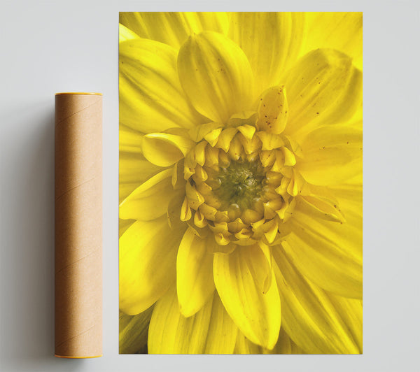 Golden Petals Embrace Poster