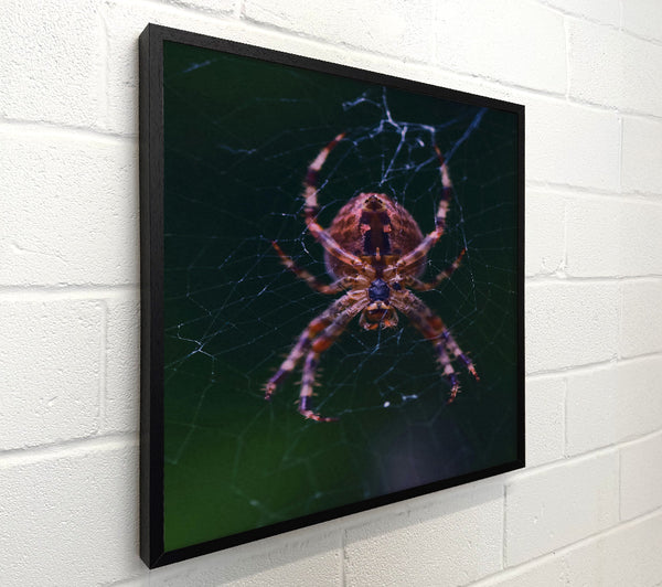 Crimson Spider Web