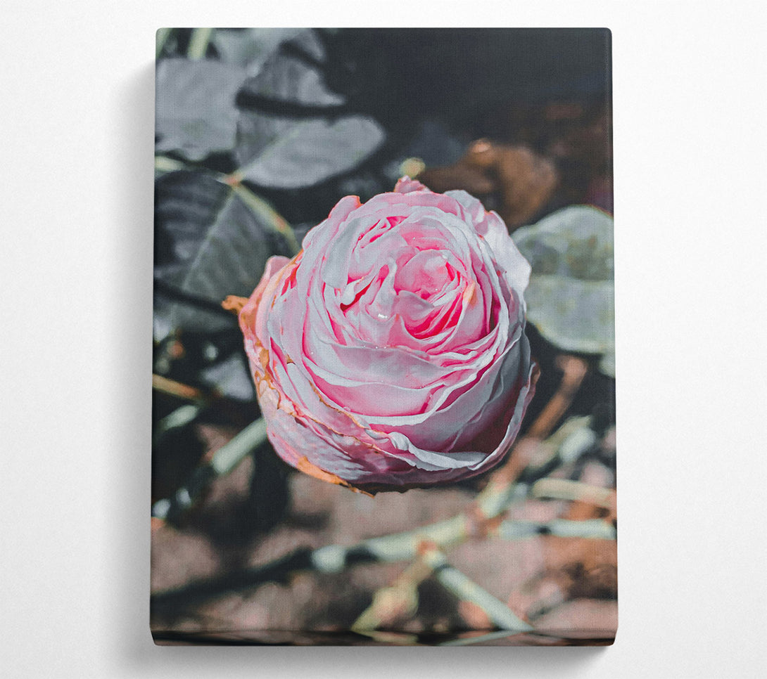  A Canvas Print of Pink Rose Bloom Canvas Art