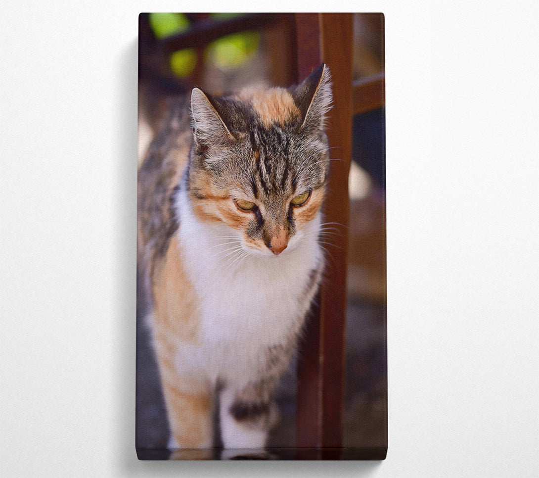  A Canvas Print of Golden Feline Gaze Canvas Wall Art