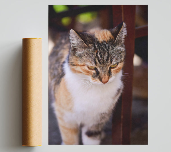 Golden Feline Gaze Print