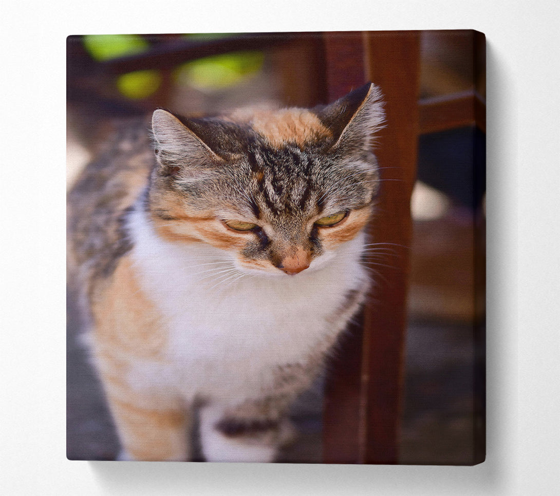  A Canvas Print of Golden Feline Gaze Canvas Wall Art