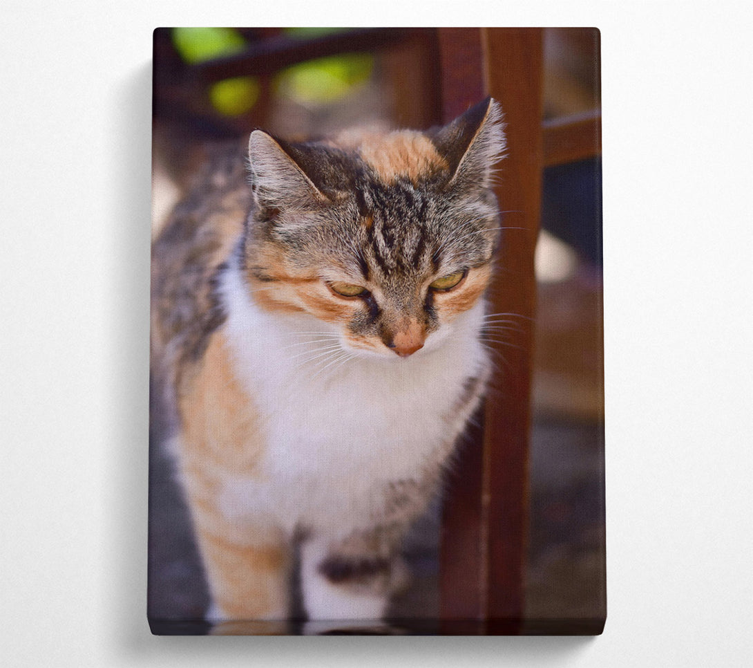  A Canvas Print of Golden Feline Gaze Canvas Wall Art