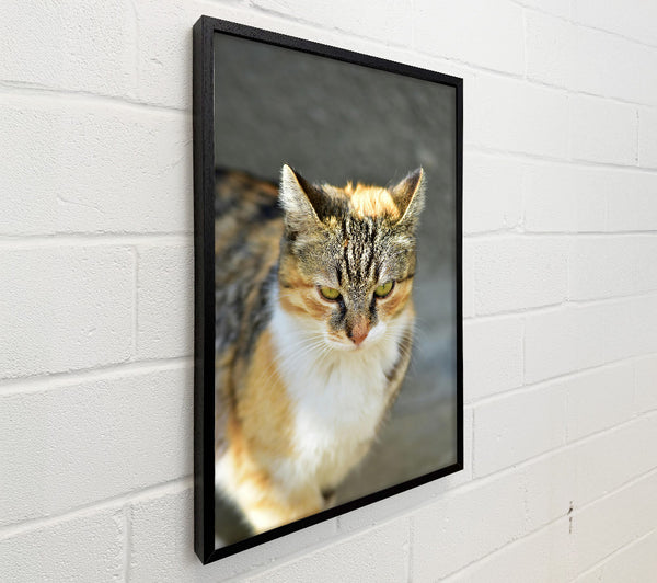 Golden Tabby Gaze