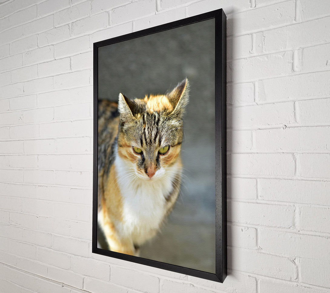 A Canvas Print of Golden Tabby Gaze Canvas Wall Art