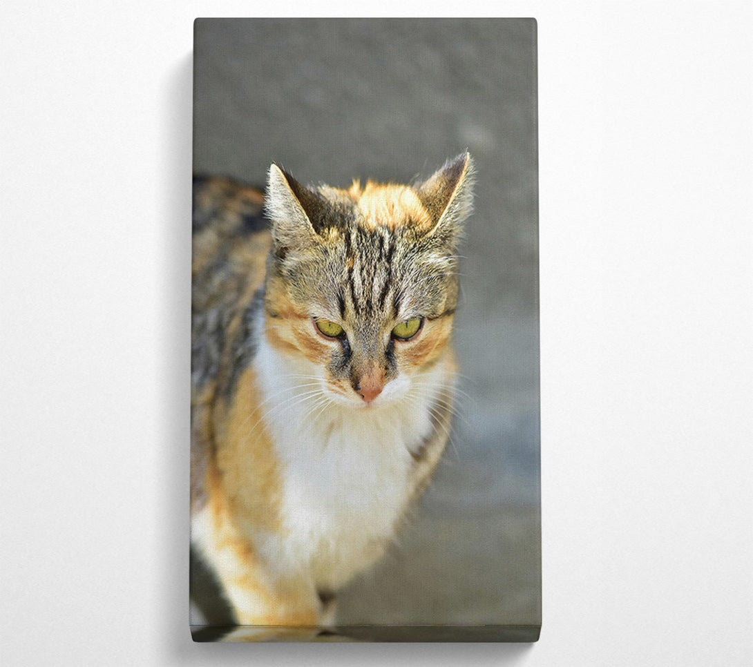  A Canvas Print of Golden Tabby Gaze Canvas Wall Art