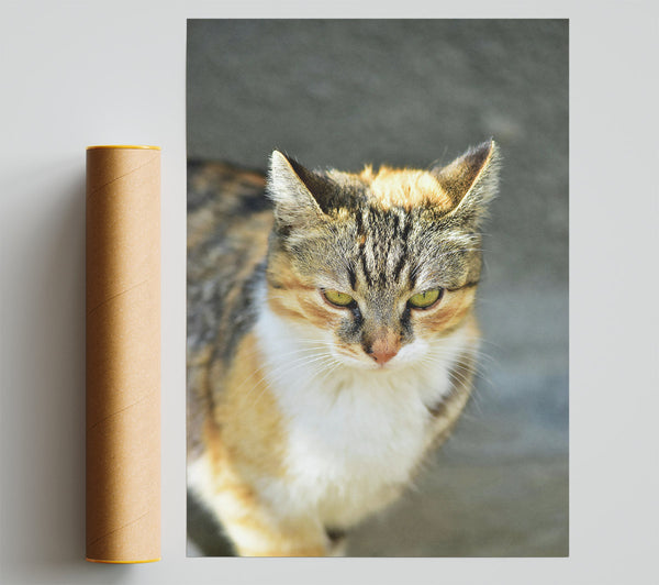 Golden Tabby Gaze Poster