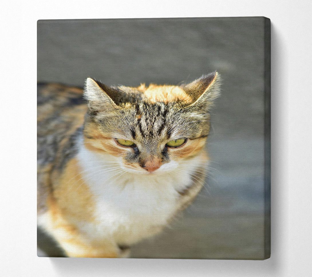  A Canvas Print of Golden Tabby Gaze Canvas Wall Art