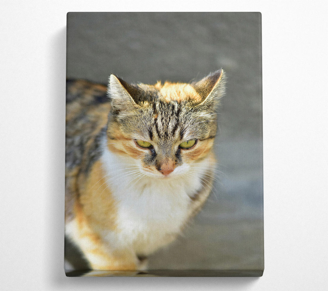  A Canvas Print of Golden Tabby Gaze Canvas Wall Art