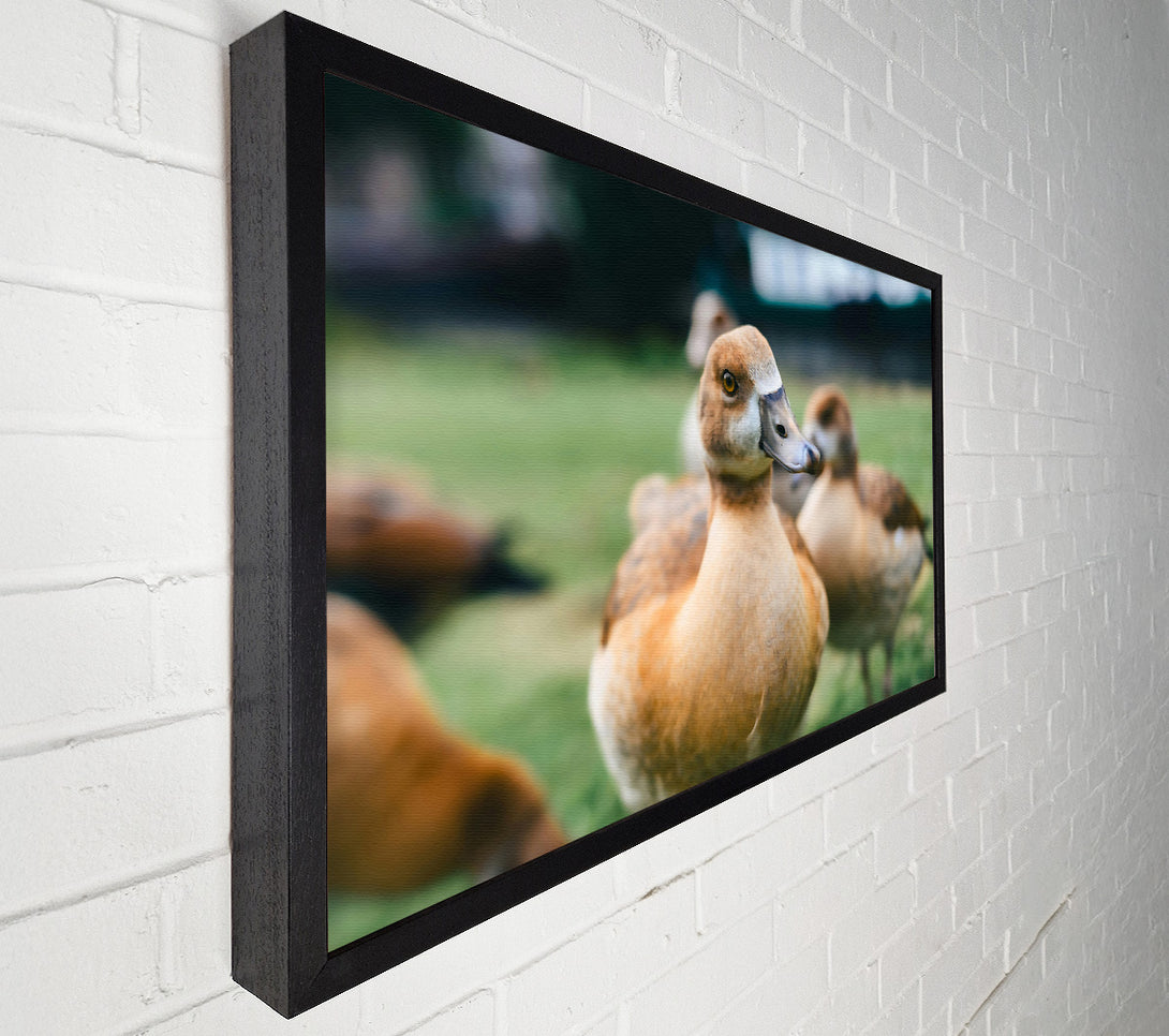 A Canvas Print of Golden Duck Gaze Canvas Art