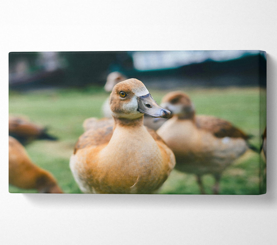 A Canvas Print of Golden Duck Gaze Canvas Art