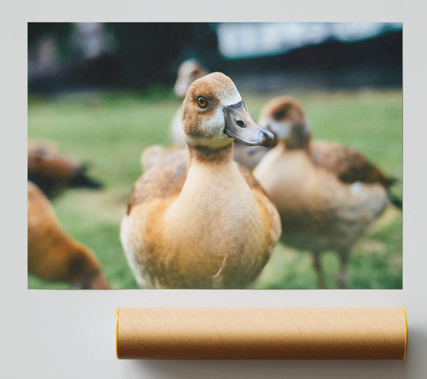 Golden Duck Gaze Print