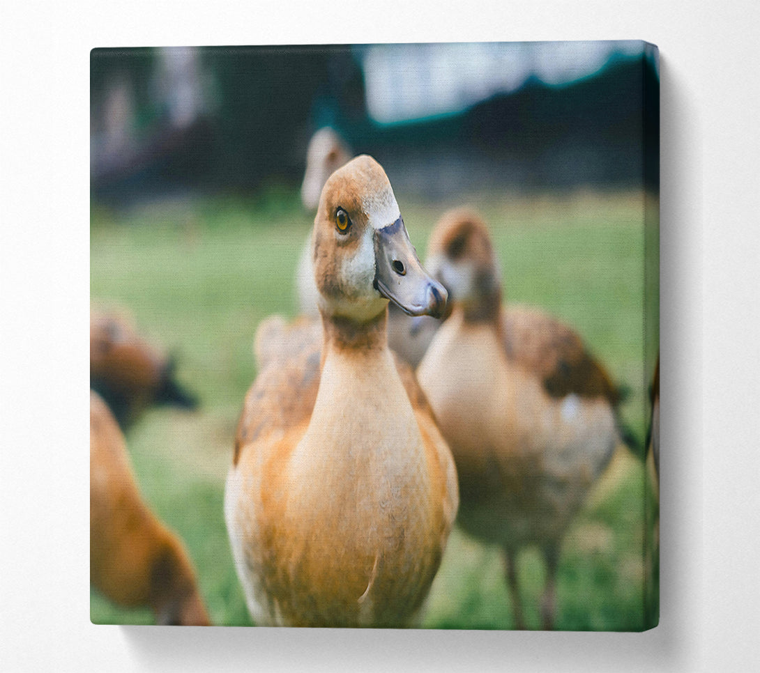  A Canvas Print of Golden Duck Gaze Canvas Art