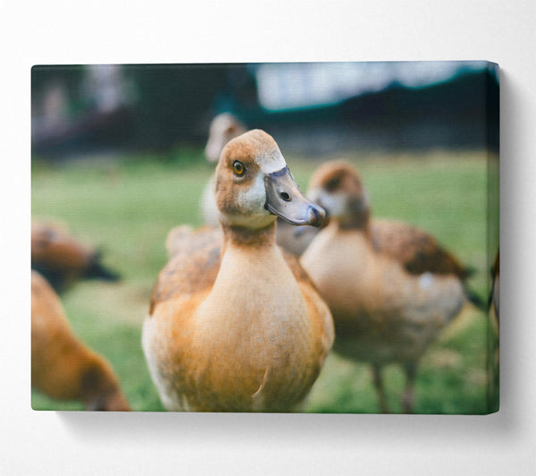  A Canvas Print of Golden Duck Gaze Canvas Art