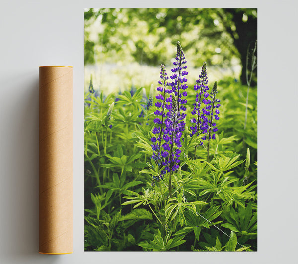 Purple Blooms In Green Giclee Print