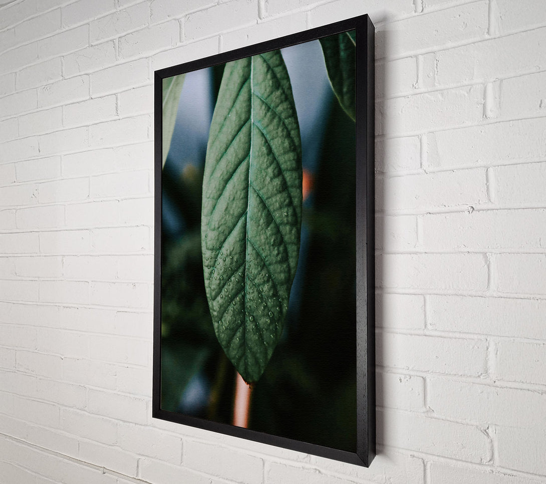  A Canvas Print of Emerald Dewdrop Leaf Canvas Art