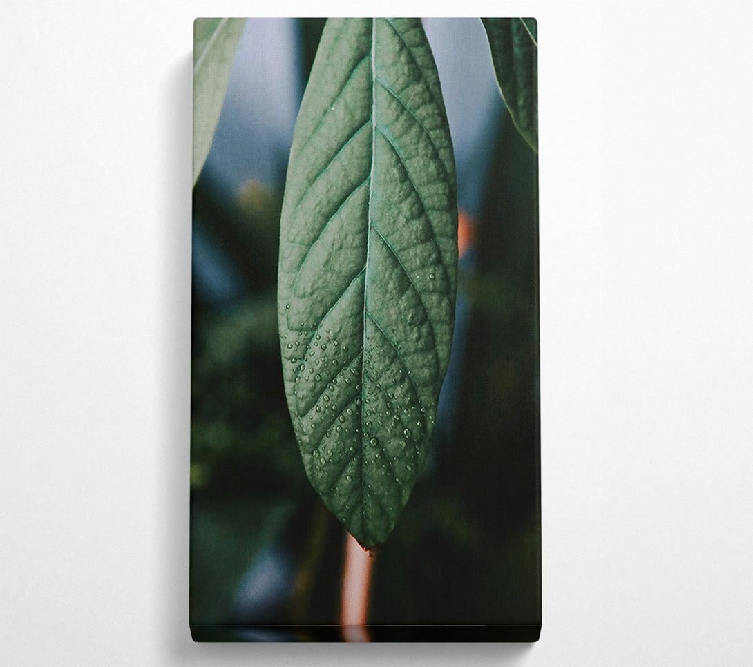  A Canvas Print of Emerald Dewdrop Leaf Canvas Art