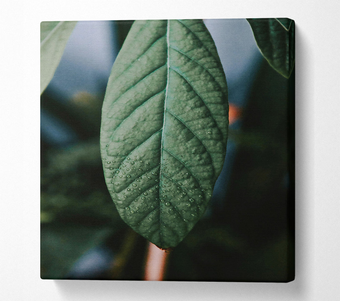 A Canvas Print of Emerald Dewdrop Leaf Canvas Art